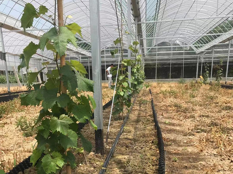 金沙集团1862成色：葡萄种植的4种灌溉方式